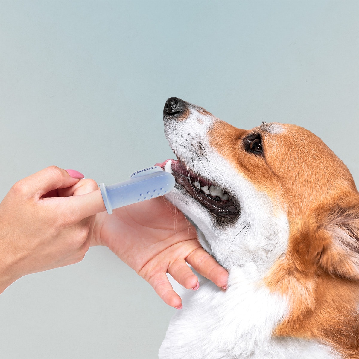 Zahnbürste für Hunde und Katzen von Pawlies