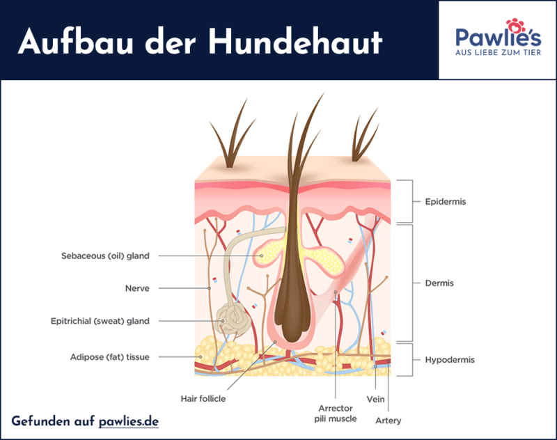 Wie unterscheidet sich Hundehaut von der Haut des Menschen? Aufbau der Hundehaut
