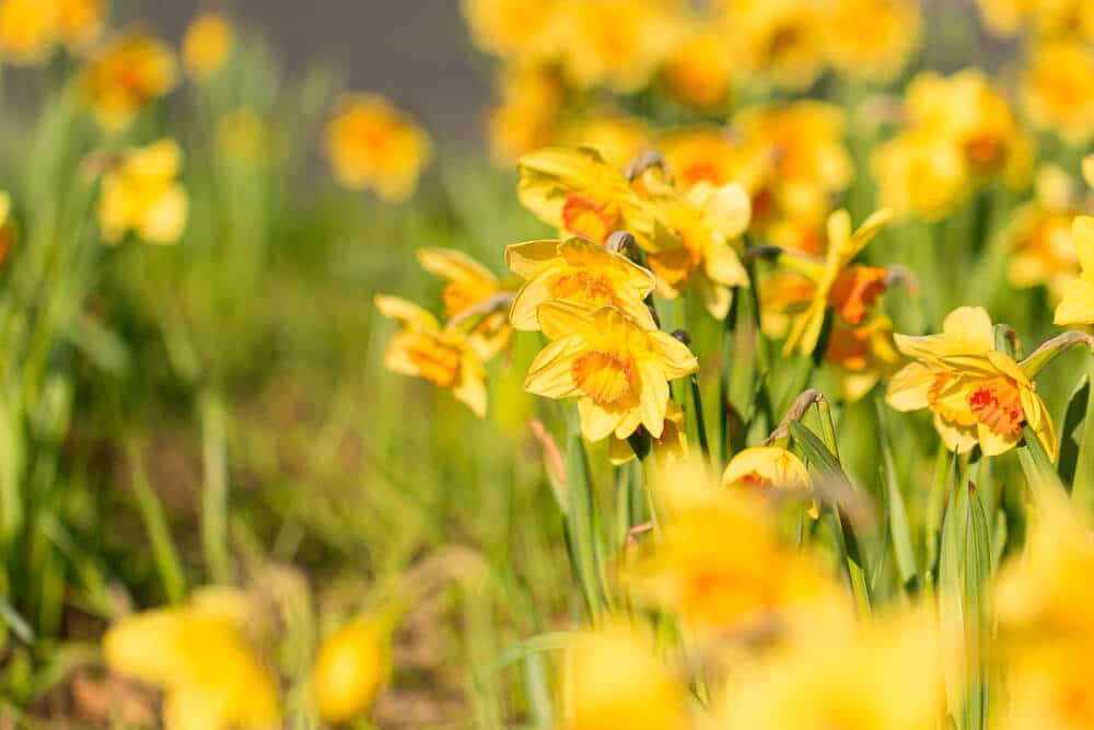 Leuchtende Osterglocken in voller Blüte an einem sonnigen Frühlingstag