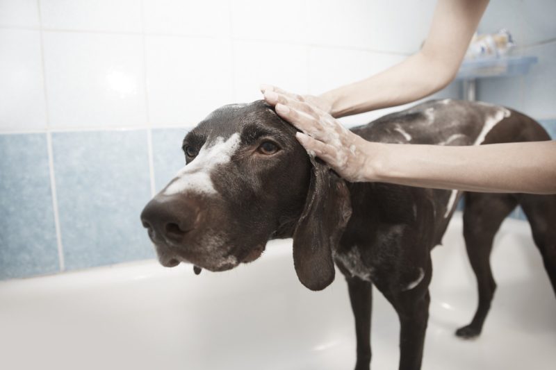 Wie oft darf ich meinen Hund waschen? Hund mit Babyshampoo baden
