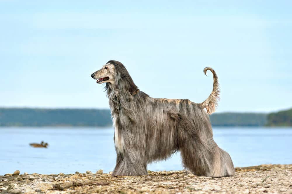 Afghanischer Windhund steht am Seeufer – intensive Fellpflege