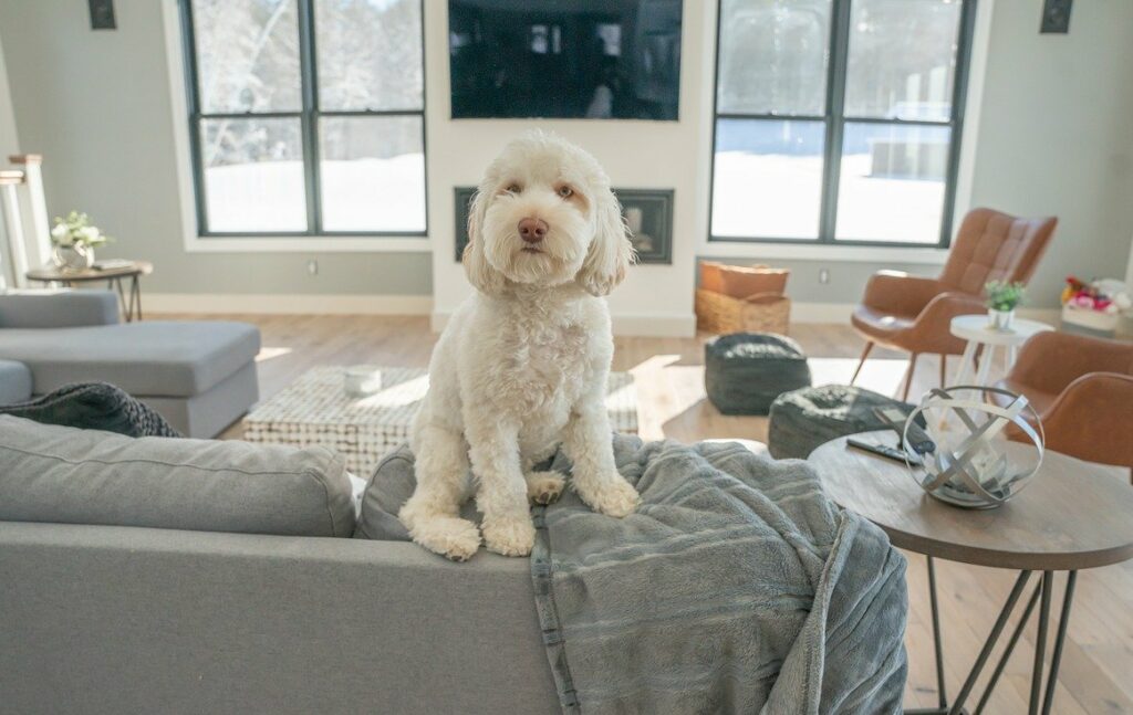 dog, pet, doodle-7070424.jpg