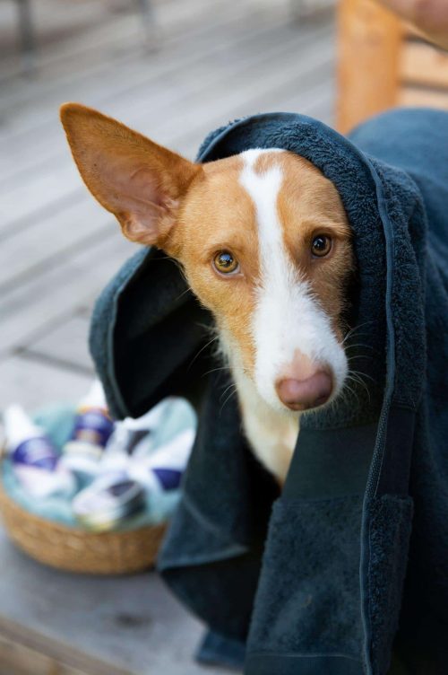 Pawlie's Shampoo und Sprays für Hunde