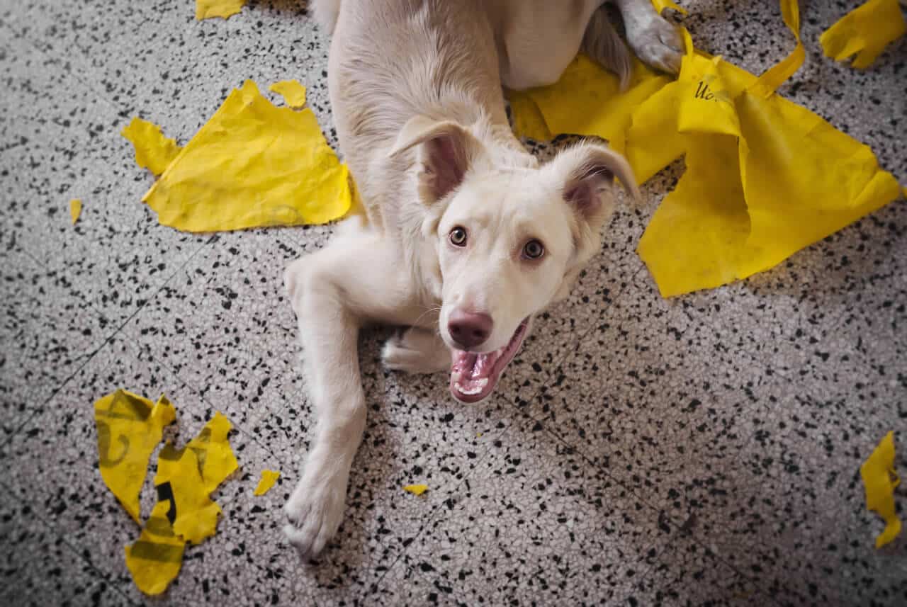 Fehler beim Hundetraining vermeiden