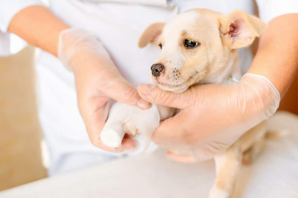 Welpe bei einer Pfotenuntersuchung zur Förderung der Gelenkschonung.