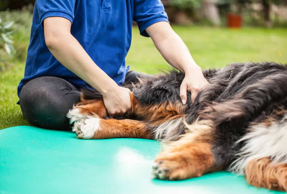 Erschöpfter Vierbeiner auf einer grünen Matte während einer Gelenktherapie zur Gelenkschonung beim Hund.