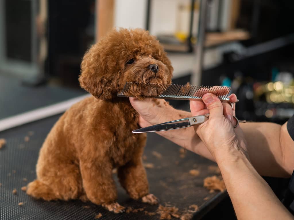 Pudel im Hundesalon