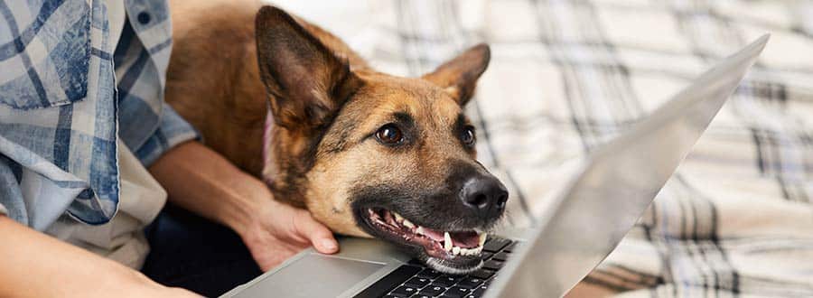 Lexikon für Haustierbesitzer