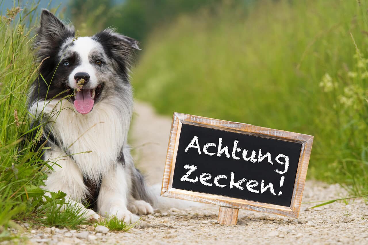 Zecken bei Hunden - Gefahr im Frühling
